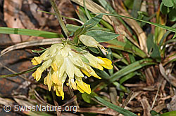 Echter Wundklee (Anthyllis vulneraria) (F268125) Echter Wundklee (Anthyllis vulneraria) (F268125)