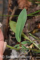 Echter Wundklee (Anthyllis vulneraria) (F268128) Echter Wundklee (Anthyllis vulneraria) (F268128)