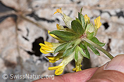 Echter Wundklee (Anthyllis vulneraria) (F268130) Echter Wundklee (Anthyllis vulneraria) (F268130)