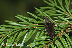 Foto: Rotbauchiger Laubschnellkäfer (Athous haemorrhoidalis) auf Baum