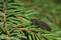 Foto: Rotbauchiger Laubschnellkäfer (Athous haemorrhoidalis) auf Baum