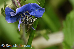 Dunkelgrüne Schmalbiene (Lasioglossum morio) an Gamander-Ehrenpreis (Veronica chamaedrys) (F268144) Dunkelgrüne Schmalbiene (Lasioglossum morio) an Gamander-Ehrenpreis (Veronica chamaedrys) (F268144)