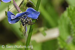 Dunkelgrüne Schmalbiene (Lasioglossum morio) an Gamander-Ehrenpreis (Veronica chamaedrys) (F268146) Dunkelgrüne Schmalbiene (Lasioglossum morio) an Gamander-Ehrenpreis (Veronica chamaedrys) (F268146)