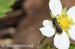 Dunkelgrüne Schmalbiene (Lasioglossum morio) an Wald-Erdbeere (Fragaria vesca) (F268152) Dunkelgrüne Schmalbiene (Lasioglossum morio) an Wald-Erdbeere (Fragaria vesca) (F268152)