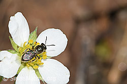 Dunkelgrüne Schmalbiene (Lasioglossum morio) an Wald-Erdbeere (Fragaria vesca) (F268153) Dunkelgrüne Schmalbiene (Lasioglossum morio) an Wald-Erdbeere (Fragaria vesca) (F268153)
