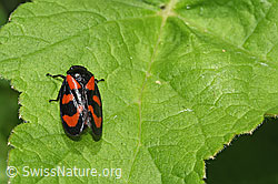Gemeine Blutzikade (Cercopis vulnerata) (F268168)