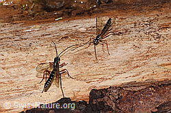 Foto: Holzwespen-Schlupfwespen (Rhyssa persuasoria)