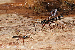 Foto: Holzwespen-Schlupfwespen (Rhyssa persuasoria)
