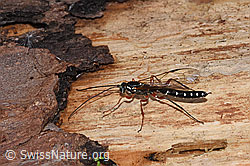 Foto: Holzwespen-Schlupfwespe (Rhyssa persuasoria)