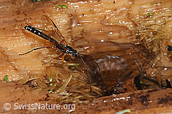 Foto: Holzwespen-Schlupfwespe (Rhyssa persuasoria)