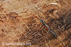 Foto: Holzwespen-Schlupfwespe (Rhyssa persuasoria)