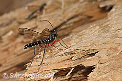 Foto: Holzwespen-Schlupfwespe (Rhyssa persuasoria)