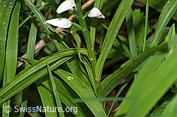 Langblättriges Waldvögelein (Cephalanthera longifolia) (F268207)