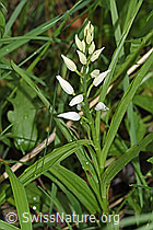 Langblättriges Waldvögelein (Cephalanthera longifolia) (F268209)