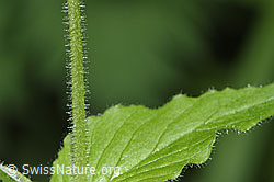 Foto: Gewöhnliche Hain-Sternmiere (Stellaria nemorum)