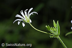 Foto: Gewöhnliche Hain-Sternmiere (Stellaria nemorum)