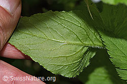 Foto: Gewöhnliche Hain-Sternmiere (Stellaria nemorum)