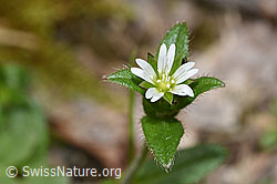 Gewöhnliches Hornkraut (Cerastium fontanum ssp. vulgare) (26.05.2024, F268260)