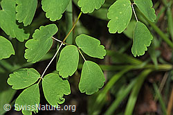 Foto: Akeleiblättrige Wiesenraute (Thalictrum aquilegiifolium)