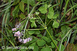 Foto: Akeleiblättrige Wiesenraute (Thalictrum aquilegiifolium)