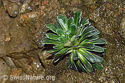 Safrangelber Steinbrech (Saxifraga mutata) (F268297)