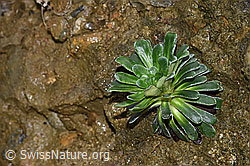 Safrangelber Steinbrech (Saxifraga mutata) (F268298)