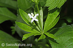 Photo: Galium odoratum