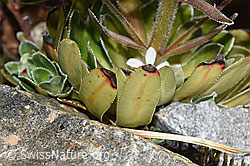 Foto: Strauss-Steinbrech (Saxifraga cotyledon)