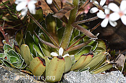 Foto: Strauss-Steinbrech (Saxifraga cotyledon)
