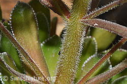 Foto: Strauss-Steinbrech (Saxifraga cotyledon)