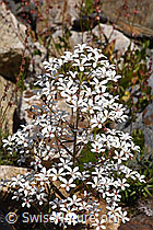 Foto: Strauss-Steinbrech (Saxifraga cotyledon)