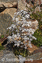 Foto: Strauss-Steinbrech (Saxifraga cotyledon)