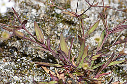 Felsen-Leimkraut (Silene rupestris) (F276767) Felsen-Leimkraut (Silene rupestris) (F276767)