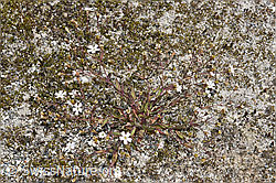 Felsen-Leimkraut (Silene rupestris) (F276769) Felsen-Leimkraut (Silene rupestris) (F276769)