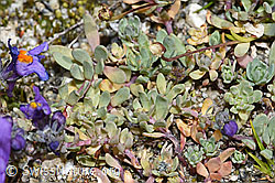 Alpen-Leinkraut (Linaria alpina) (F276794) Alpen-Leinkraut (Linaria alpina) (F276794)