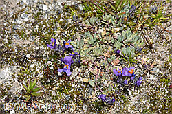 Alpen-Leinkraut (Linaria alpina) (F276795) Alpen-Leinkraut (Linaria alpina) (F276795)