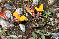 Alpen-Hornklee (Lotus alpinus) (F276817) Alpen-Hornklee (Lotus alpinus) (F276817)