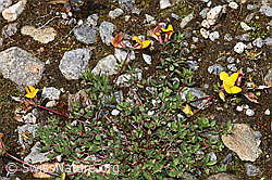 Alpen-Hornklee (Lotus alpinus) (F276834) Alpen-Hornklee (Lotus alpinus) (F276834)