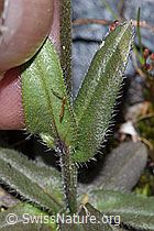 Alpen-Vergissmeinnicht (Myosotis alpestris) (F276848) Alpen-Vergissmeinnicht (Myosotis alpestris) (F276848)