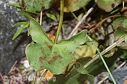 Foto: Schildblättriger Ampfer (Rumex scutatus)