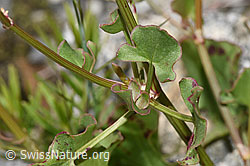 Foto: Schildblättriger Ampfer (Rumex scutatus)