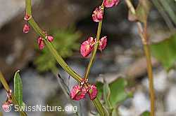 Foto: Schildblättriger Ampfer (Rumex scutatus)