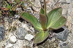 Arnika (Arnica montana) (F276873)