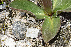 Arnika (Arnica montana) (F276876)