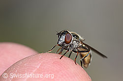 Schwebfliege der Gattung Platycheirus (F276913) Schwebfliege der Gattung Platycheirus (F276913)