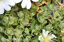 Einblütiges Hornkraut (Cerastium uniflorum) (F276928) Einblütiges Hornkraut (Cerastium uniflorum) (F276928)