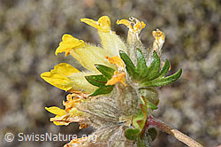 Alpen-Wundklee (Anthyllis vulneraria ssp. alpestris) (F276973) Alpen-Wundklee (Anthyllis vulneraria ssp. alpestris) (F276973)