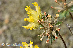 Alpen-Wundklee (Anthyllis vulneraria ssp. alpestris) (F276975) Alpen-Wundklee (Anthyllis vulneraria ssp. alpestris) (F276975)