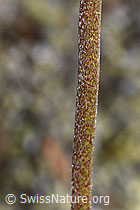 Alpen-Wundklee (Anthyllis vulneraria ssp. alpestris) (F276976) Alpen-Wundklee (Anthyllis vulneraria ssp. alpestris) (F276976)