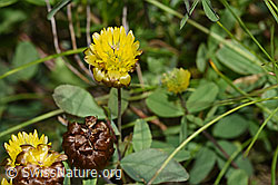 Braun-Klee (Trifolium badium) (F276991)